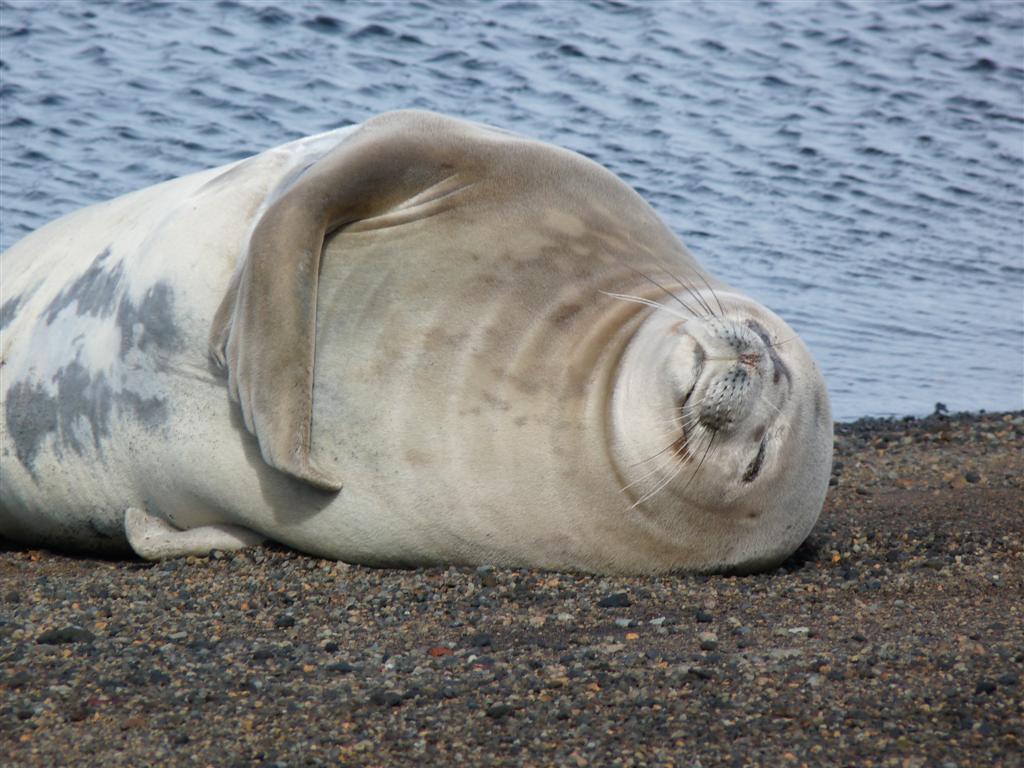 Antarctica: Weddell Seal at Telefon Bay