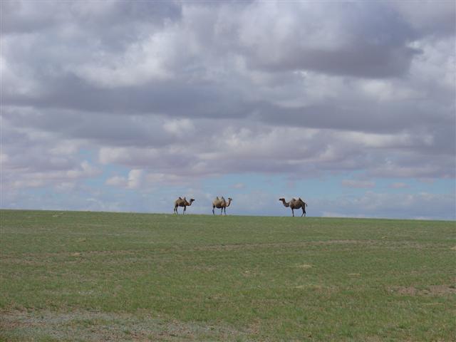 Mongolia: Two humped camels